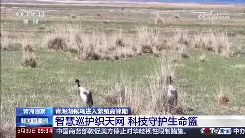 青海湖候鸟进入繁殖高峰期