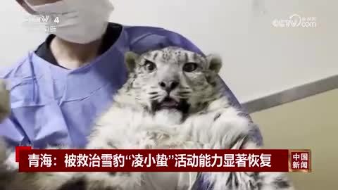 青海：被救治雪豹“凌小蛰”活动能力显著恢复