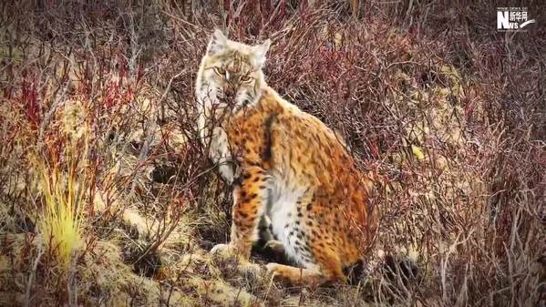 猞猁现身三江源国家公园“巡山”