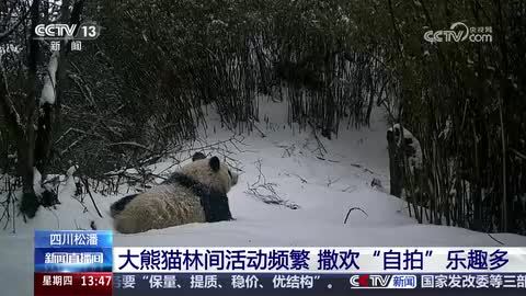 四川松潘：大熊猫林间活动频繁 撒欢“自拍”乐趣多