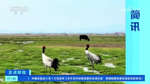 青海海晏：黑颈鹤现身兰花湖湿地