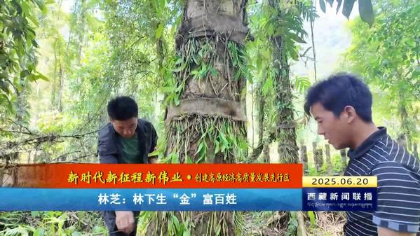 【新时代新征程新伟业•创建高原经济高质量发展先行区】林芝：林下生“金”富百姓