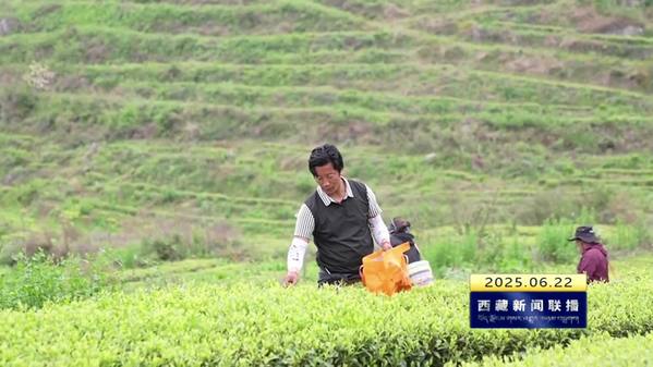 林芝春茶采摘带动1.46万人增收
