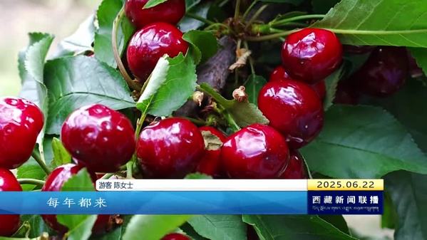芒康县达许村：高原车厘子奏响丰收欢歌
