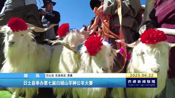 日土县举办第七届白绒山羊种公羊大赛