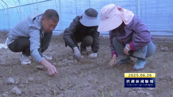 错那市：11种航天育种作物种子试种成功 助力农业发展