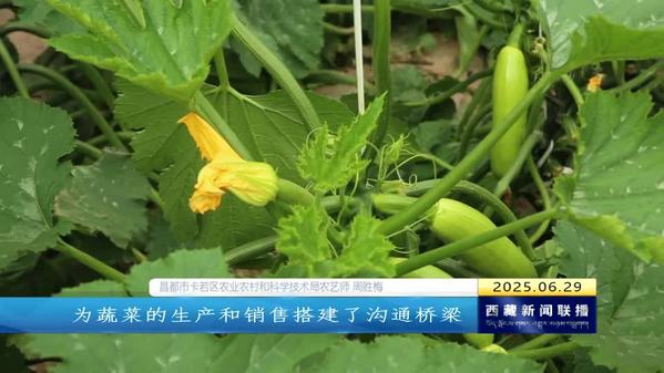 卡若区：蔬菜种植产业“丰”景如画