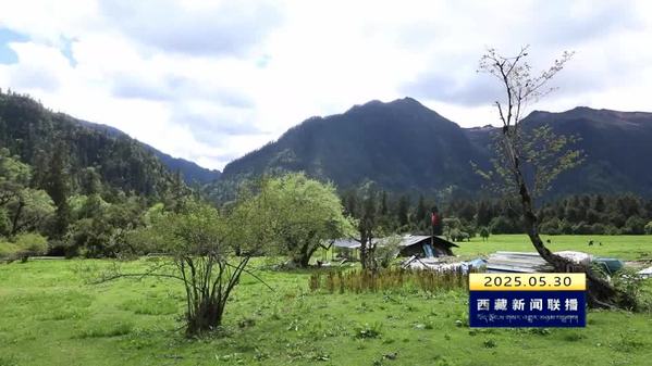 米林市第十七届黄牡丹藏医药文化旅游节吸引八方宾朋