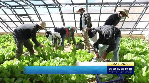 定日县班久岗村：灾后首批蔬菜喜获丰收