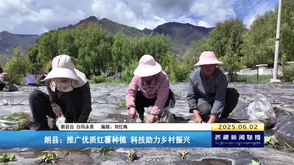 朗县：推广优质红薯种植 科技助力乡村振兴