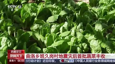 西藏定日：曲洛乡班久岗村地震灾后首批蔬菜丰收