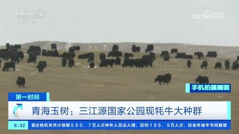 青海玉树：三江源国家公园现牦牛大种群