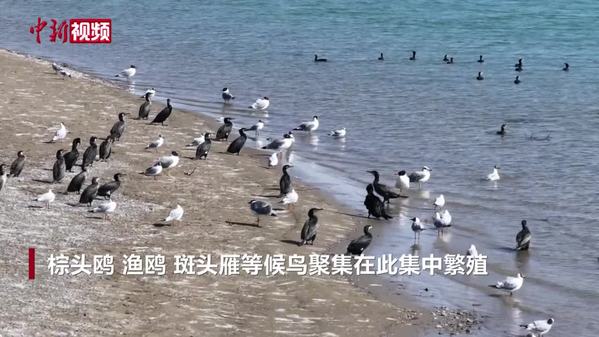 青海湖北岸候鸟集中繁殖 “拖家带口”嬉戏飞翔