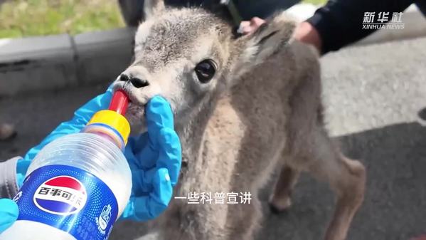 守护高原生灵 续写生命故事