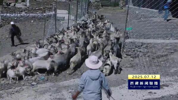 桑日县启动扎嘎山羊集中养殖