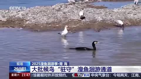 【2025湟鱼洄游季·青海】布哈河湿地：鱼鸟上演“攻防战”