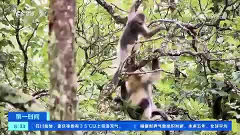 云南：“雪山精灵”频频亮相 滇金丝猴种群壮大