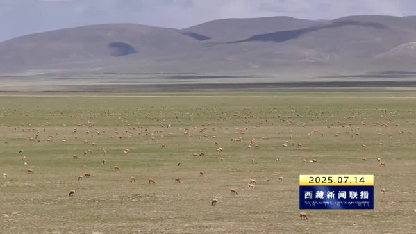 申扎：迎来藏羚羊产仔季 守护“高原精灵”茁壮成长