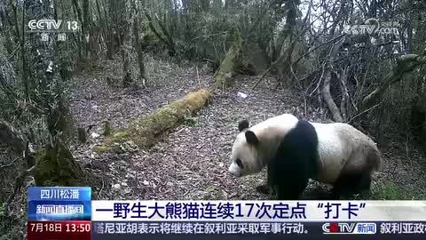 四川松潘：一野生大熊猫连续17次定点“打卡”