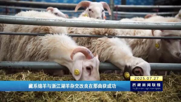 藏系绵羊与浙江湖羊杂交改良在那曲获成功