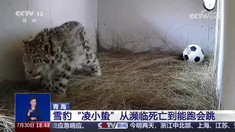 雪豹“凌小蛰”的重生之路