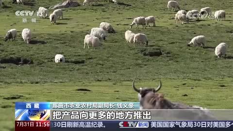 辉煌60载 魅力新西藏｜藏北新牧歌