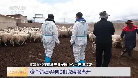 青海祁连：转场前体检 保证羊群健康繁殖