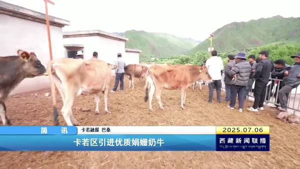 卡若区引进优质娟姗奶牛