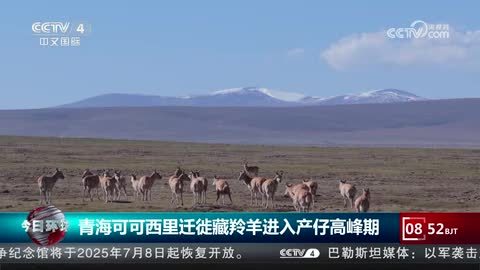青海可可西里迁徙藏羚羊进入产仔高峰期