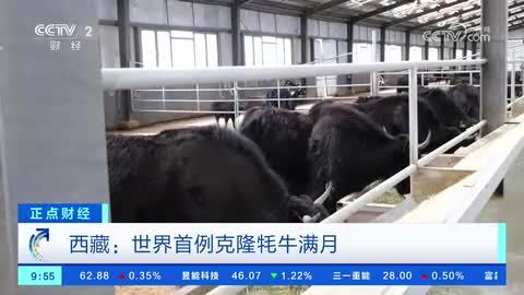 西藏：世界首例克隆牦牛满月