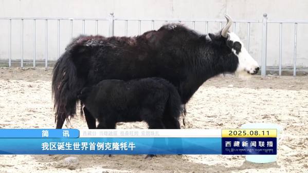 西藏自治区诞生世界首例克隆牦牛