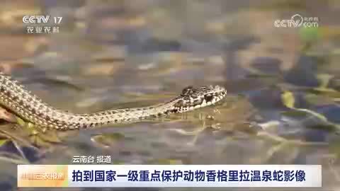 云南香格里拉：拍到国家一级重点保护动物香格里拉温泉蛇影像
