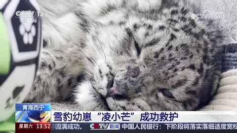 雪豹幼崽“凌小芒”成功救护