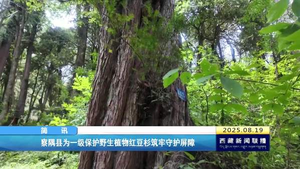 察隅县为一级保护野生植物红豆杉筑牢守护屏障