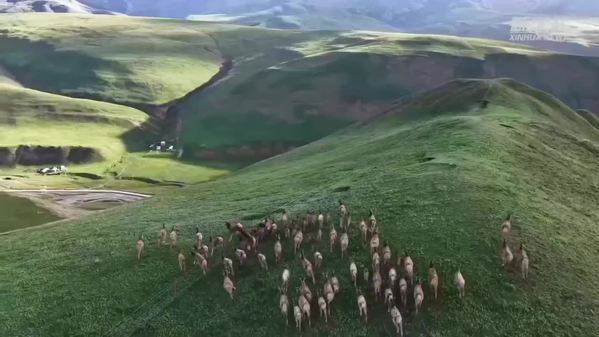 青海玉树：白唇鹿群漫步山峦