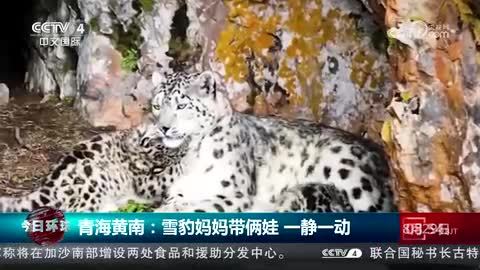 青海黄南：雪豹妈妈带俩娃 一静一动