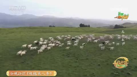 《田园帮帮团》高手来了·白牦牛育肥记