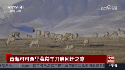 青海可可西里藏羚羊开启回迁之路