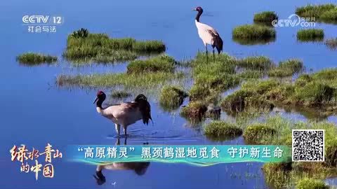 四川阿坝：“高原精灵”黑颈鹤湿地觅食 守护新生命