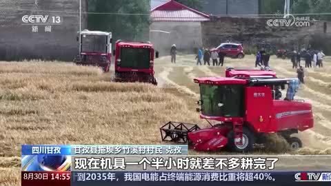 【秋日丰收】四川甘孜：青稞进入收割期 科技赋能助丰收