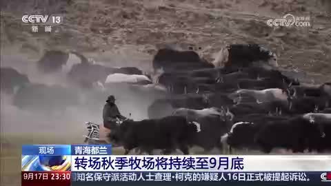 青海都蘭：123萬余頭牛羊陸續(xù)轉(zhuǎn)場秋季牧場