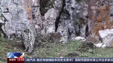 青海：鏡頭捕捉雪豹母子活動珍貴畫面