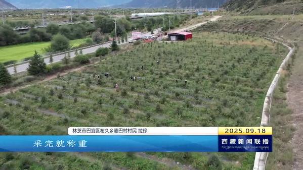 麦巴村：特色产业绘就乡村振兴新图景