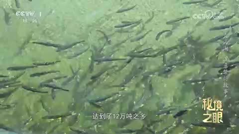 《秘境之眼》青海湖 湟鱼繁衍故事