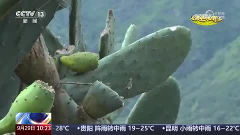 四川甘孜：两万亩“仙桃”迎丰收 山间野果变“金果”