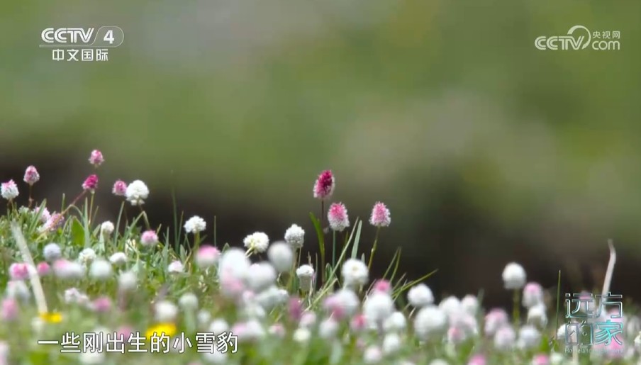 《远方的家》中国自然秘境 高山湿地 和谐家园