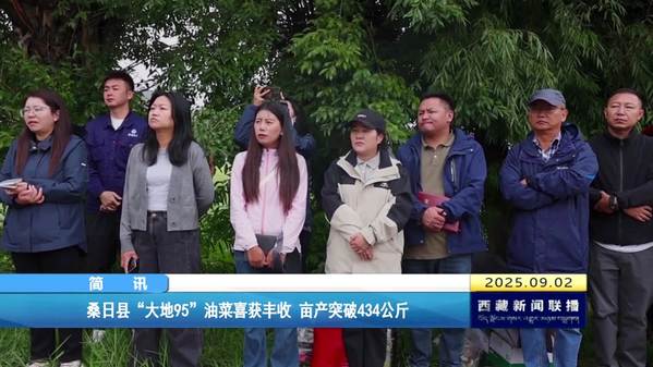 桑日县“大地95”油菜喜获丰收 亩产突破434公斤