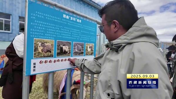 西藏自治区第二届优良畜种评比大赛之“我最喜爱的牦牛藏羊”结果出炉
