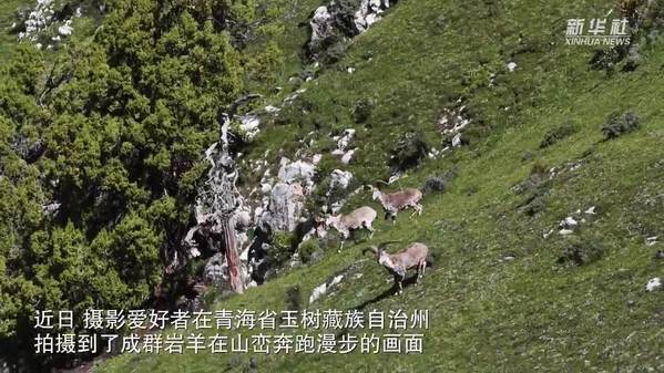 玉树州：“岩壁精灵”漫步山峦