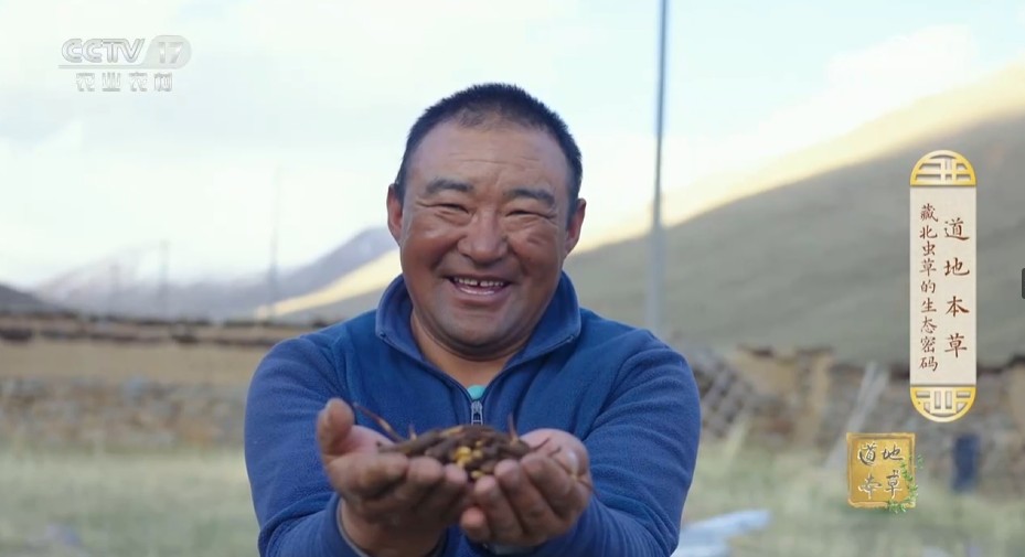 《乡理乡亲》医生来了！藏北虫草的生态密码